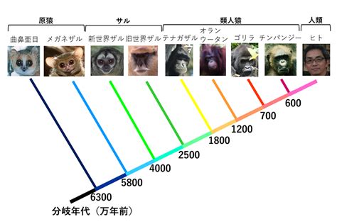 貴人|貴人(ウマヒト)とは？ 意味や使い方